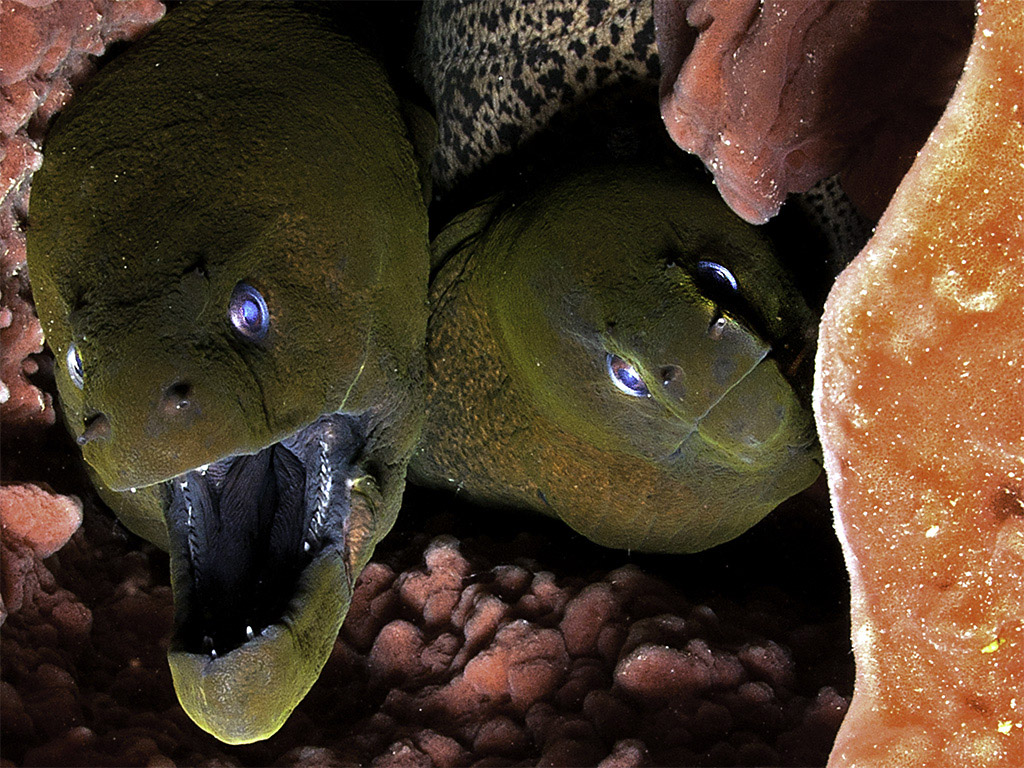 Moray eels are carnivorous animals, feeding mainly on other fish. (photo by Luc Eeckhaut)
