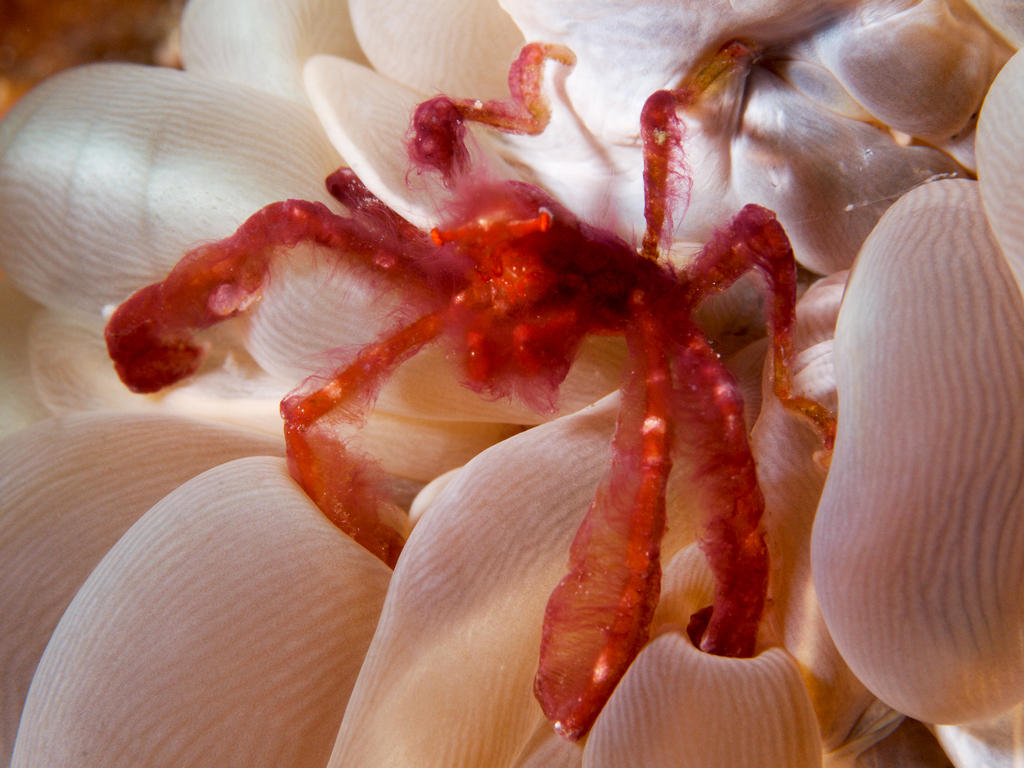 Orangutan crab on bubble coral photo by Wakatobi guest Steve Rosenberg