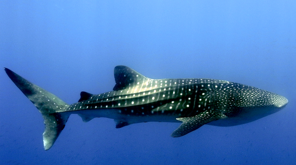 Whale Shark photo by Wakatobi guest Kirk Stolzenburg