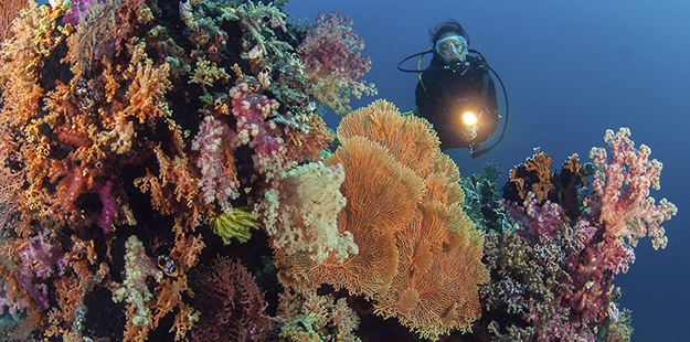 A diver inspects a vibrant reef at Wakatobi. Image taken using a 10.5 mm fish eye lens. F5.6, 1/125th, ISO 100. Photo by Richard Smith