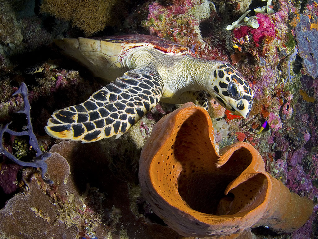 Hawksbill Turtle prepares to feast on a sponge