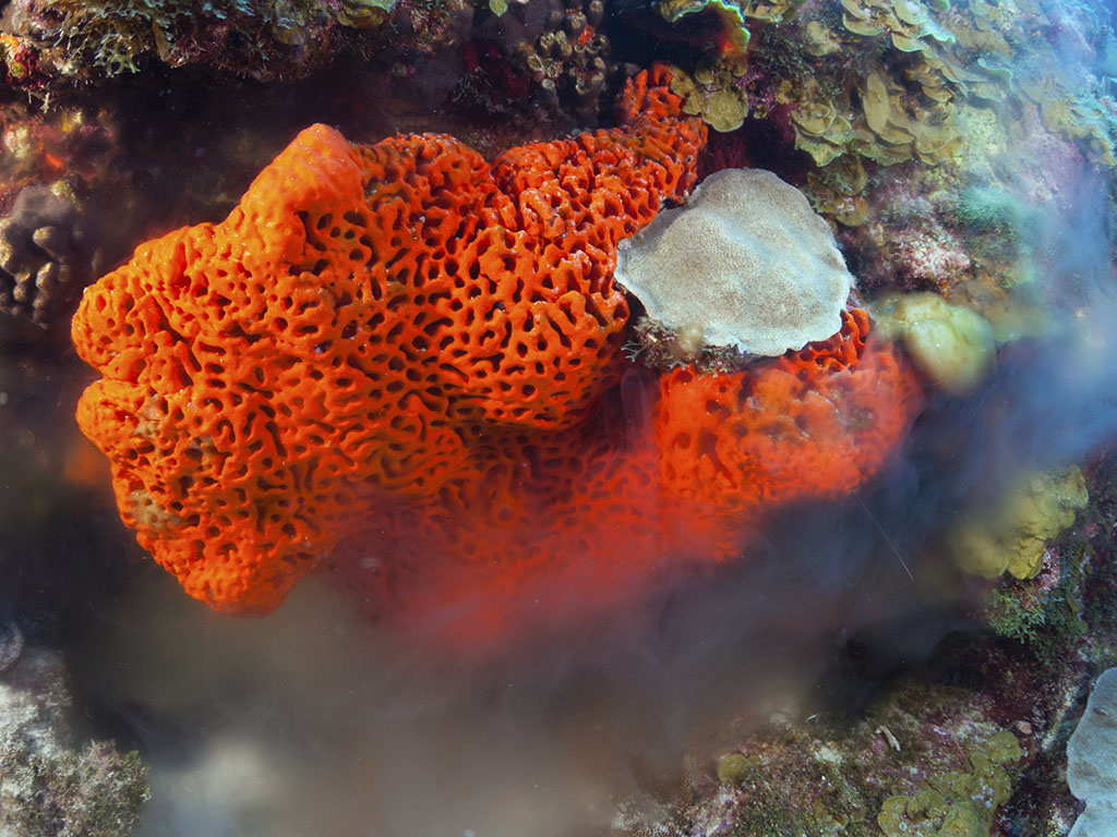 Many sponges reproduce during certain phases of the moon, simultaneously releasing eggs and sperm into the water. (photo by Walt Stearns)