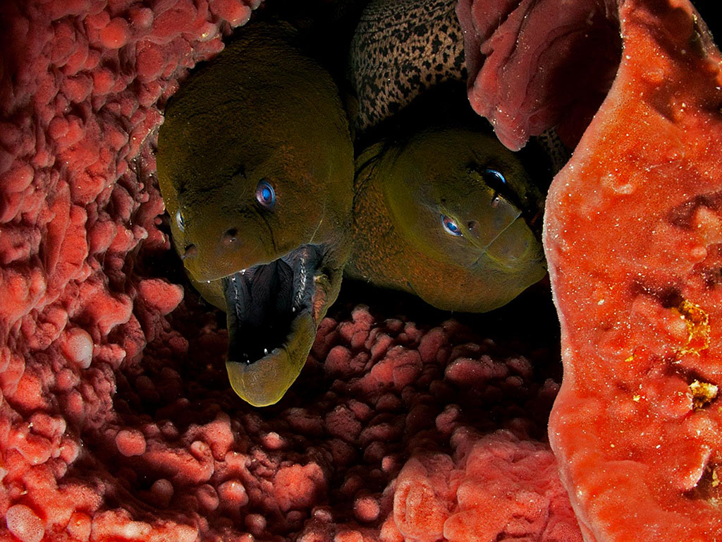 Many larger creatures will seek temporary residence in a sponge during the daylight hours, then “move out” to hunt at night. For example, this pair of giant green morays were snug as a bug inside a huge barrel sponge at the dive site Dunia Baru. (photo by Luc Eckhaut)