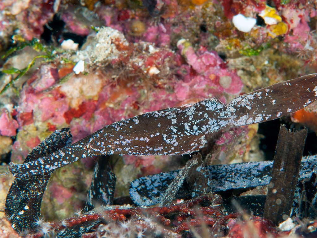 Fish like these ghost pipefish rely on their appearance for defense.  Guest Allan Saben took many pictures of Wakatobi marine life during a recent visit. 