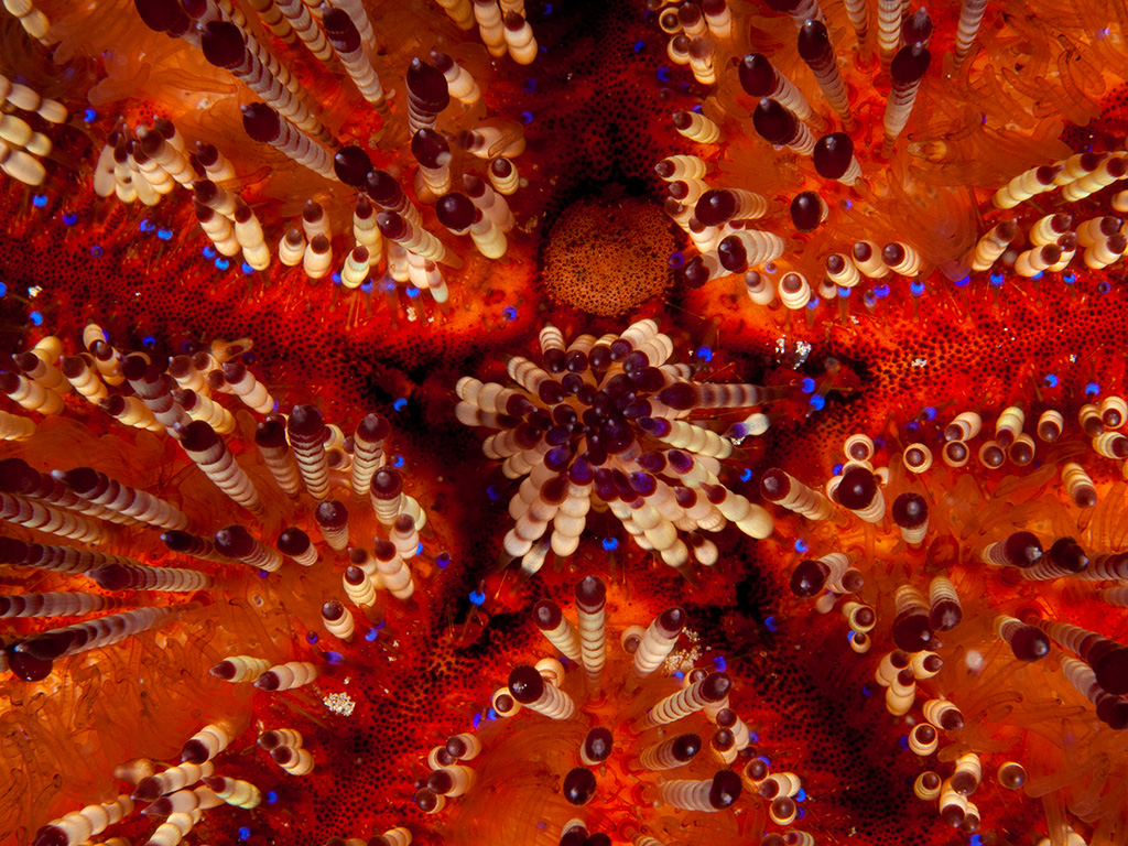 Fire sea urchins may be beautiful to look at but they can also bite! Photo by Erik SchlÃ¶gl