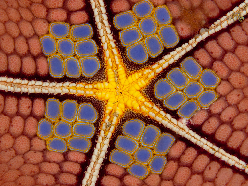 The geometric patterns and colors of sea stars make for artistic images.  Guest Allan Saben took many pictures of Wakatobi marine life during a recent visit. 