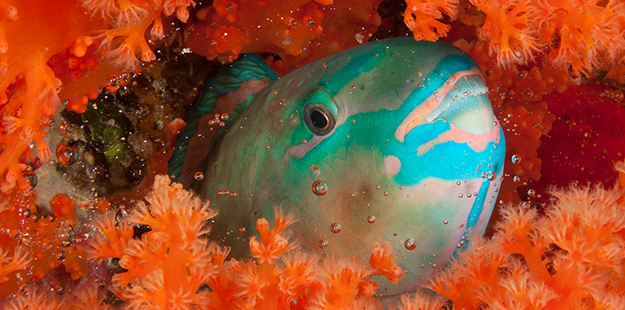 Parrotfish emerges from cocoon_photo by Erik Schlogl
