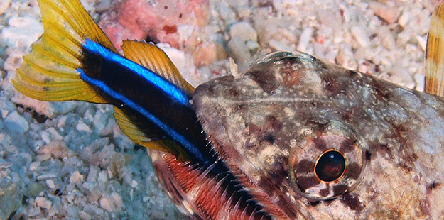 NEWB-Lizardfish wins_photo by Dieter Freundlieb