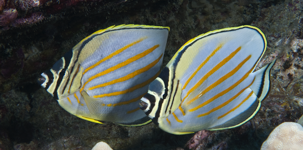 NEWBLOG-Butterfly fish_photo Walt Stearns