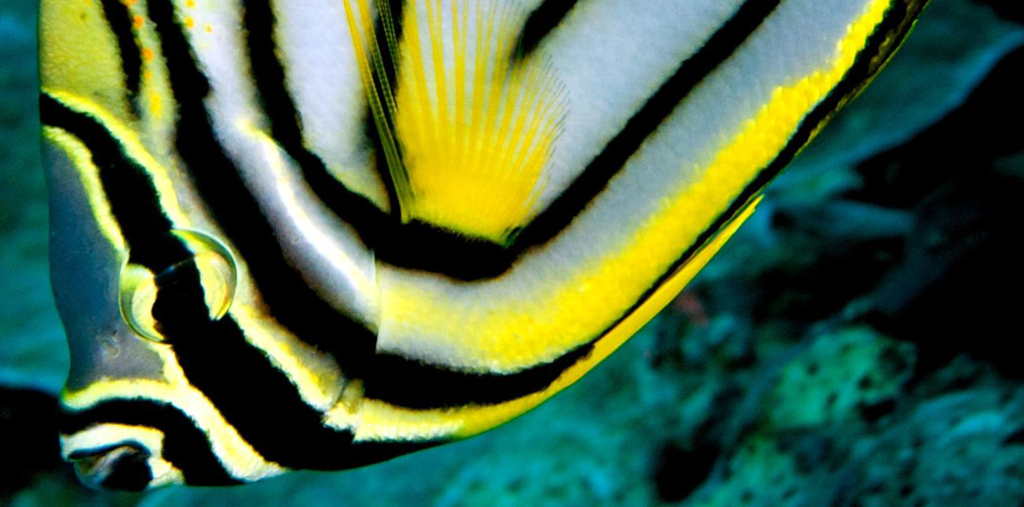 NEWB_Butterfly fish profile_photo Frank Owens