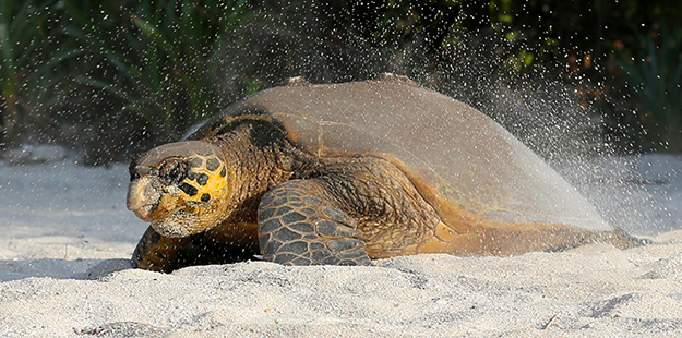 Female hawksbill turtle heads back to the ocean after laying eggs on Wakatobi's beach_WDR