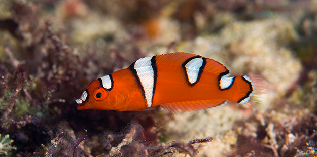  Because of its deep orange coloration with bright white accents the juvenile yellowtail coris is often mistaken for a clownfish. Photo by Richard Smith, facebook.com/OceanRealmImages 