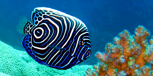 The juvenile emperor angelfish sports a psychedelic body coloration of swirls of dark blue with electric blue and white rings. It takes about 24 to 30 months for an emperor angelfish to acquire its adult coloring. Photo by Wakatobi Dive Resort