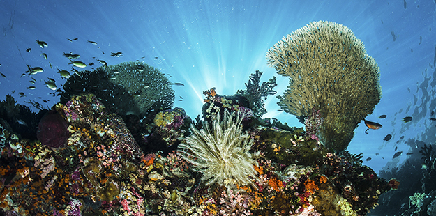 To harvest the energy of the sun, hard corals, such as this staghorn coral, cultivate a type of symbiotic algae known as zooxanthellae. Photo by Wayne MacWilliams