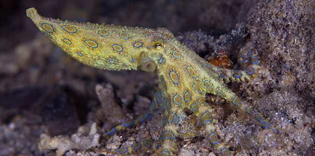 Another highlight to the unique marinelife found at Magic Pier include blue-ringed octopus, which often reveal themselves with a flash of their neon blue rings. Photo by Nigel Wade