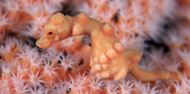 Six of the seven known species of pygmy seahorses that have been discovered since 2003 reside in the Indo Pacific, says Dr. Smith. The Denise's pygmy seahorse, seen here, was first found and identified at Wakatobi in 2003 by Denise Tackett. Photo by Richard Smith