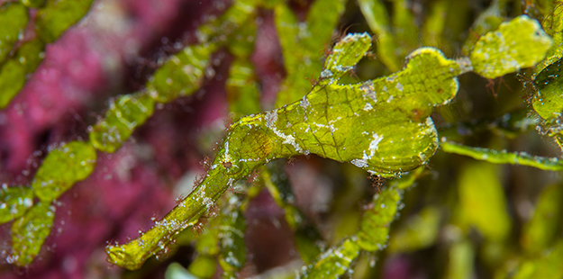 Richard found this Halimeda ghost pipefish in the sea grasses just off the beach at the resort. Photo by Richard Smith