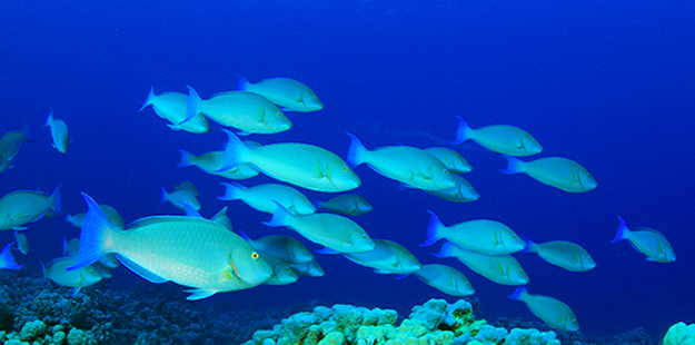 There's some debate as to how much sand each parrotfish produces, with the most common number being somewhere in the range of 10 ounces/280 grams per day for the average size fish. That works out to about 220 pounds 100/kilos of sand per year, per fish. So when you see a school of a dozen fish ore so grazing, you are looking at the equivalent of a dump truck load of sand production. Photo by Rich Carey