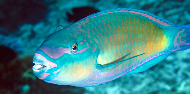 Biologists once thoughts there were more than 300 species of parrotfish roaming the world's oceans given the fish's tendency to change coloration, shape and even sex over the course of their lives. Photo by Paula Butler