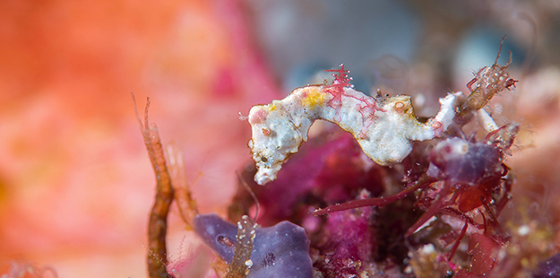 The Pontoh's pygmy seahorse are frequently found around Wakatobi, but unlike Bargibant's and Denise's pygmies, they do not live in association with gorgonian sea fans. Photo by Richard Smith 