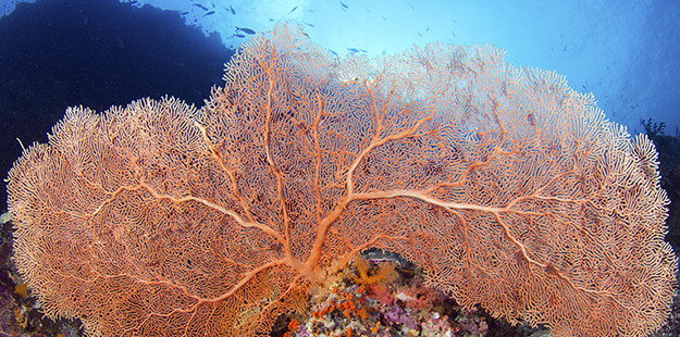 Some of the big gorgonians on the reefs of Wakatobi are many decades old. Photo by Walt Stearns
