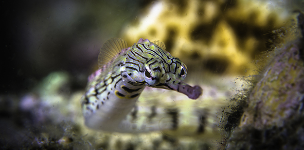 Unlike their kin, the seahorse, pipefish are mobile hunters that can move fast using their tails and lithe body to create forward motion. Photo by Wayne MacWilliams
