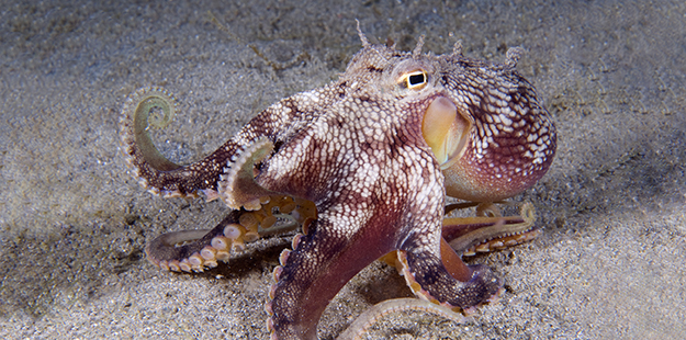 When threatened, the coconut octopus might flip the shells around on top so that its arms extend out as it comically scurries away like a cartoon character. Should they abandoned their "home,” the typical walking stance of the coconut octopus might remind you of a prize fighter holding two of its arms in a boxer’s stance. Photo by Walt Stearns