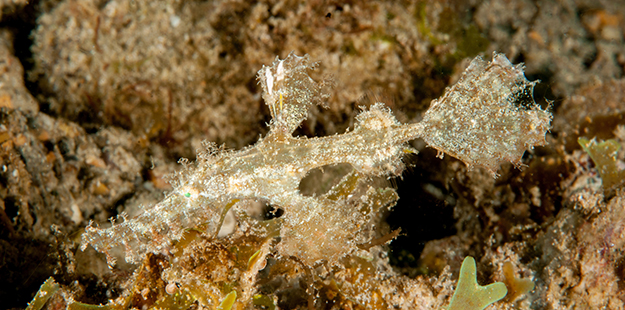 Relatives to both seahorses and pipefish, ghost pipefish are typically no longer than 15 cm (5.9 in), feeding on tiny crustaceans, sucked inside through their long snout. Photo by Eric Schlogl