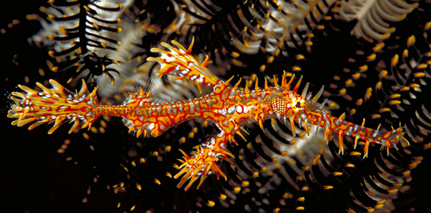Considered a prized find by many photographers and marine life enthusiasts, the exotic ornate ghost pipefish sport impressive arrays of spike-shaped fins that might mimic the appearance of a crinoid, or a random clump of weed. Photo by Werner Thiele