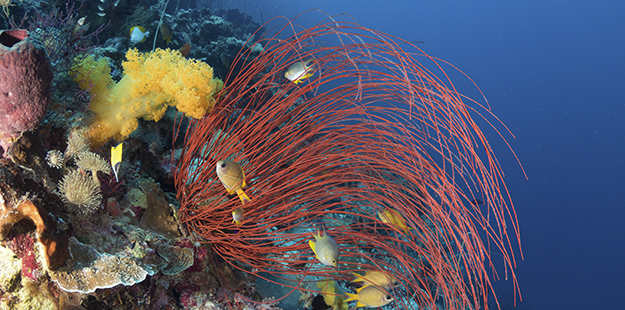 Sea whips play host to a variety of mussels, snails, shrimp and crabs. Photo by Walt Stearns