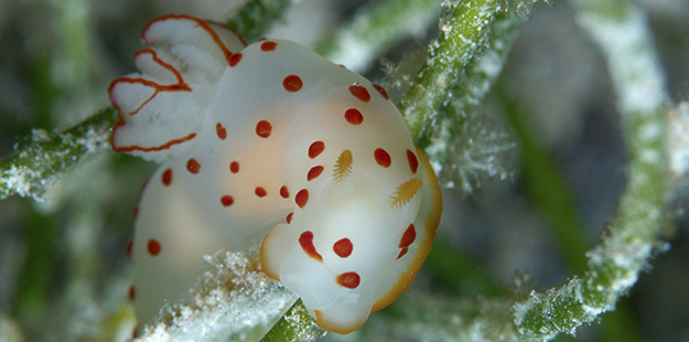 An animal this slow moving would be considered primarily a grazer, however, nudibranchs are actually carnivores. Photo by Richard Smith