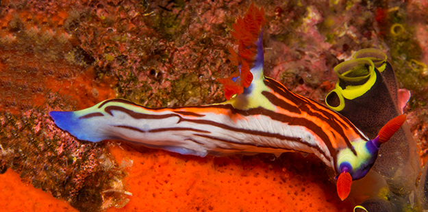 Sporting bright colors and bold patterns to help them stand is actually a nudibranch's survival strategy, the logical equivalent of a HazMat warning sign. Why? A nudibranch will leave a very bad taste in the mouth of it's predator. Photo by Marcus Lindenlaub
