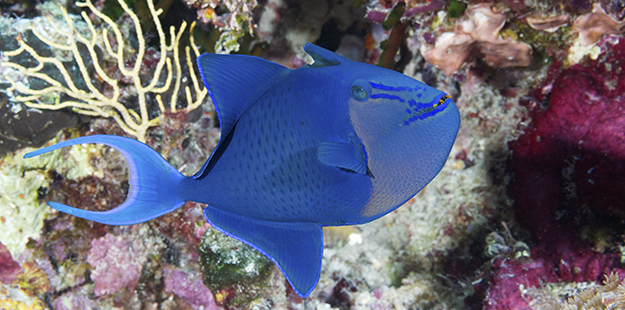 Triggers, like this stunning blue triggerfish, grow tough skins with non-overlapping, diamond-shaped scales that are the biological equivalent of armor plating. Photo by Walt Stearns