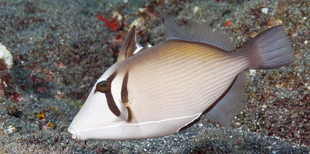 The scythe triggerfish has the ability to rapidly change its scythe-marking, located behind the eye, from a bright yellow- orange to dark brown, and also may darken or lighten the shades of its body color. Photo by Walt Stearns