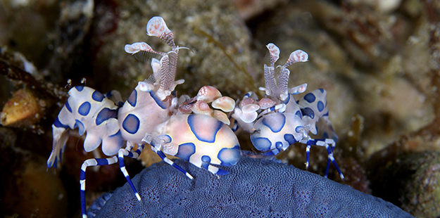 This pair of Harlequin shrimp found their favorite meal in the sandy bottom at Cheeky Beach, a starfish. Photo by David Gray
