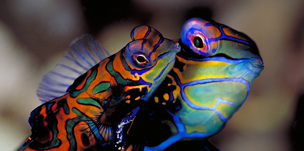 At Magic Pier, pairs of mandarinfish will align themselves belly-to-belly and perform a slow, swirling dance that carries them upward to just a meter above the reef. Photo by Werner Thiele