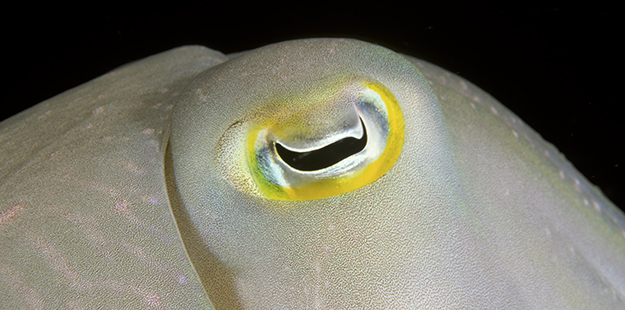 The eyes of cuttlefish have a modified horizontal slit-pupil with a distinctive W shape in bright light, while in darkness the pupil is circular. Photo by Walt Stearns