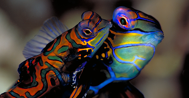 Mandarinfish-at-magic-pier-Werner Thiele