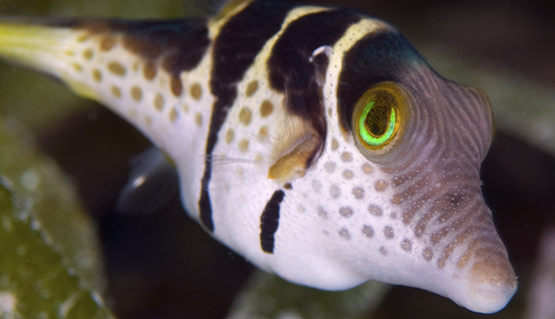 Some puffers have eyes with green iridescent layers, which reflect bright sunlight from above but still allow ambient light from surrounding environment objects to filter in. Photo by Rob Darmanin