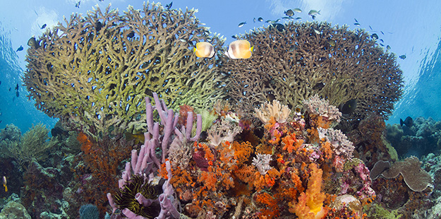 Coral formations on the edge of Wakatobi's House Reef wall. Photo by Walt Stearns