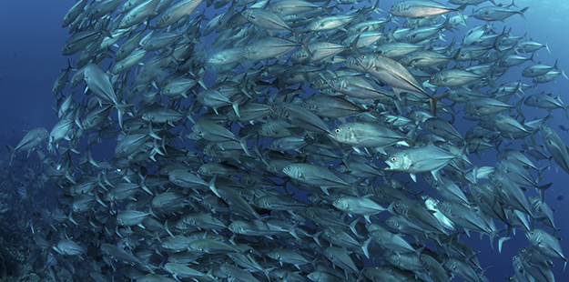 Schools of snapper, triggerfish and barracuda patrol the outer realm of sites such as Fishmarket Pinnacl. Photo by Norbert Probst 