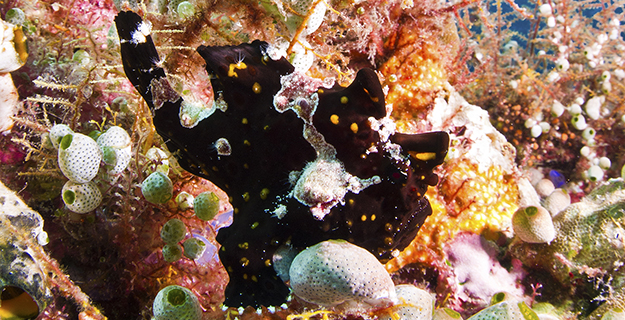 Treasure Chest is one of the best places in the Wakatobi marine preserve to locate a frogfish. Can you see the frogfish here? Photo by Warren Baverstock
