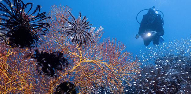 To the south of Treasure Chest is Waitii Ridge, a prominent but small pinnacle featuring a variety of gorgonians and sponges festooned with feather stars and crinoids. Photo by Marco Fierli, marcof8.com