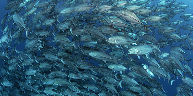 The western face of Treasure Chest often features schools of trevally jack as they swoop to and from in an attempt to intercept small fish caught too far from shelter. Photo by Norbert Probst