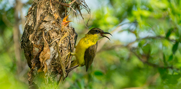 Birds-at-wakatobi-resort-mathis-weatherall