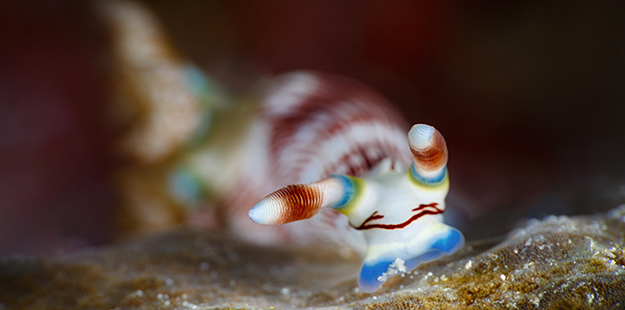 Here’s an example of where getting level becomes ideal with something as small as this nudibranch. Seeing from the same level gives a greater personal connection –seeing the world as they see it, and better understanding of what it may be doing. Photo by Marco Fierli, marcof8.com