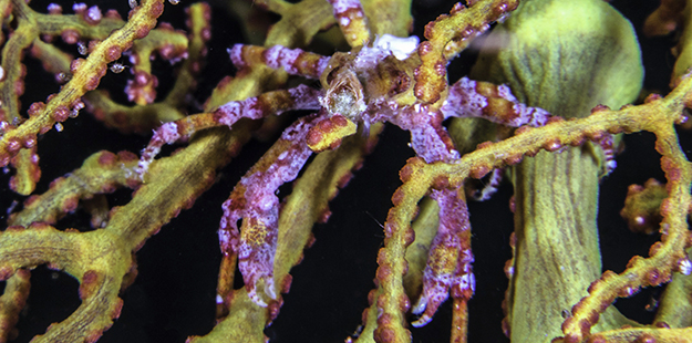 Almost every sea fan plays home to a resident population of spider crabs. Look closely as this crab's carapace is typically shaped and colored to match it's host. Photo by Wayne MacWiliams