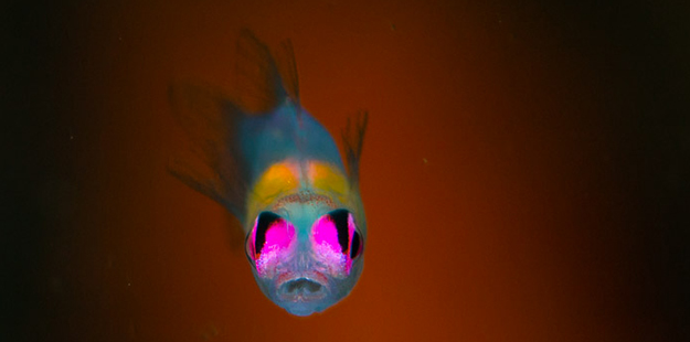 “It took five dives to get this shot of a pink-eye goby. " Photo by Wade Hughes