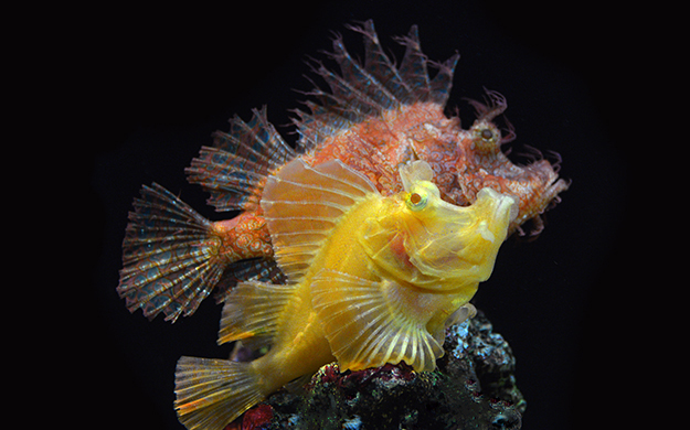 Here are two of the rarest varieties of scorpionfish; a yellow paddle flap rhinopias and a pink weedy rhinopias scorpionfish 