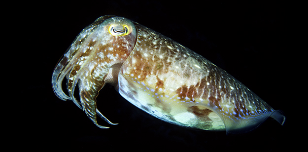 Cuttlefish can be found prowling the reefs as dusk sets in. 